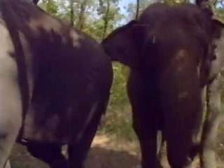 سيلين في لا ريجينا degli elefanti (a.k.a. ال ملكة من elephants) - مشهد # 1